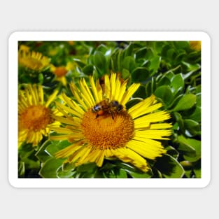 Bee On Sunflower Closeup Sticker